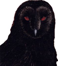 an owl with red eyes and black fur