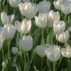 white tulips are blooming in the garden