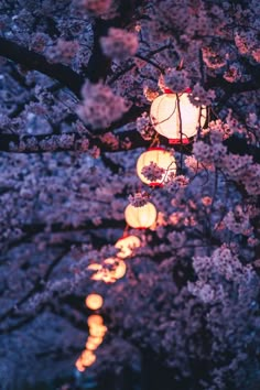 lanterns hanging from the branches of cherry blossom trees at night with lights in the background