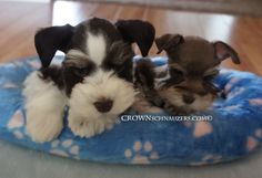 three puppies are laying on a blue and pink dog bed