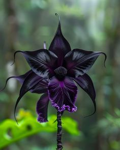 a purple and black flower with green leaves in the background