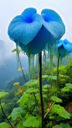 two blue flowers are in the middle of some green plants with water droplets on them