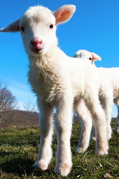 two baby lambs standing in the grass on a sunny day