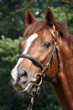 a brown horse wearing a bridle with trees in the background