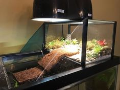 a fish tank filled with plants and dirt on top of a counter next to a lamp