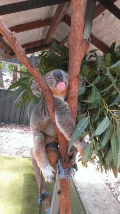 a koala sitting on top of a tree next to a wooden pole with its tongue hanging out