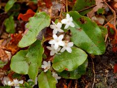 small white flowers growing out of the ground next to green leaves and brown dirt on the ground