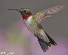 a hummingbird is flying in the air with its wings spread out and it's beak