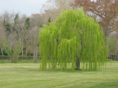 a large green tree sitting in the middle of a park