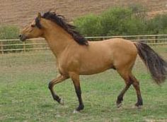 a brown horse is running in the grass