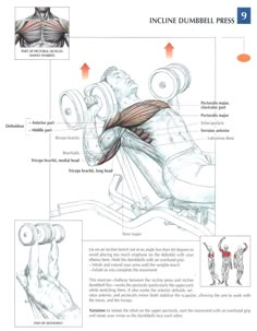 a drawing of a man doing exercises on a bench with the muscles labeled in red