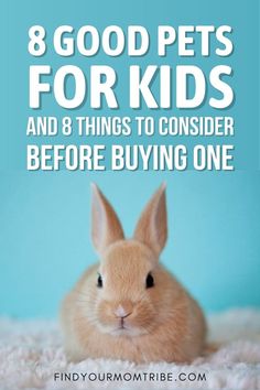 a rabbit sitting on top of a blanket with the words 8 good pets for kids and 8 things to consider before buying one