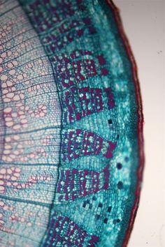 a close up view of the inside of a leaf with words written on it in purple and blue