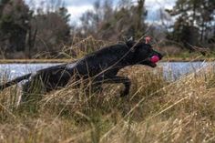 a black dog with a pink ball in its mouth running through tall grass by the water