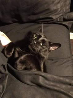 a small black cat laying on top of a bed