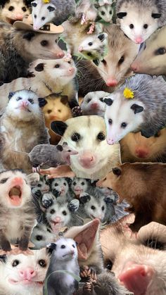 many different types of ferrets are shown together