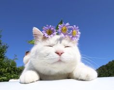 a white cat with purple flowers on its head