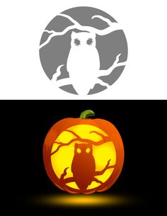 an owl sitting on top of a pumpkin