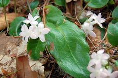 small white flowers are growing on the ground