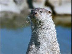 an otter looking up at something in the water