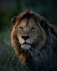 a close up of a lion laying in the grass with its eyes open and looking at the camera