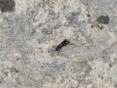 a bug crawling on the side of a rock