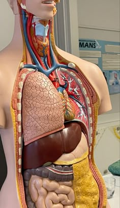 the human body is made up of many different sections, including the stomach and chest