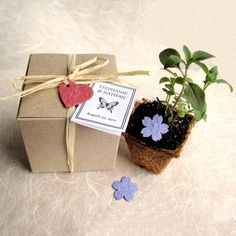 a small potted plant sitting next to a brown box with a tag on it