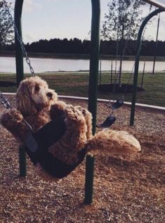 a teddy bear sitting in a swing at a park