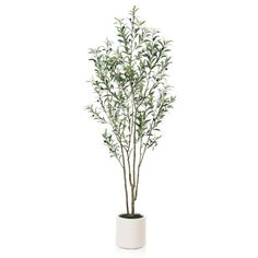 a plant in a white vase on a white background