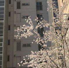 a tall building with lots of windows and white flowers on the trees in front of it