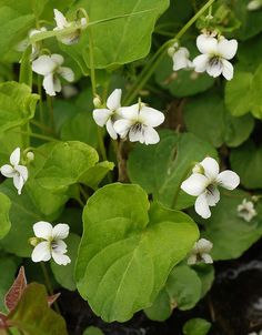 some white flowers and green leaves on a plant