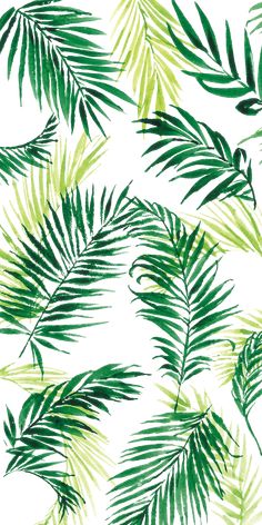 green palm leaves on a white background