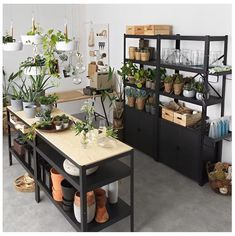 a room filled with lots of plants and potted plants on top of wooden shelves