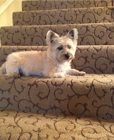 a small white dog sitting on top of a set of stairs next to a carpeted stair case