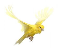 a yellow bird flying through the air with its wings spread