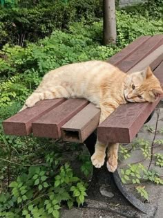 an orange cat laying on top of a wooden bench next to green bushes and shrubbery