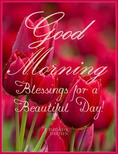 red tulips with the words good morning blessing for a beautiful day