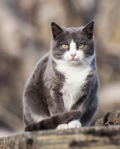 a gray and white cat sitting on top of a wooden table next to a tree