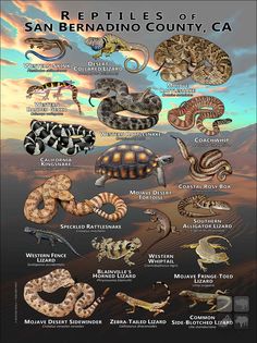 a poster with different types of snakes and other animals on it's sides, including an