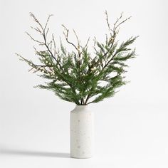 a plant in a white vase on a white background