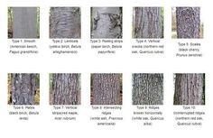 the different types of tree bark