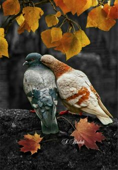 two birds sitting on top of a tree branch next to yellow and orange leaves in the fall