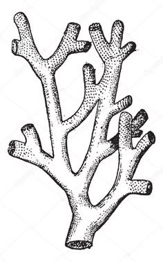 an old tree branch is shown in black and white, vintage line drawing or engraving