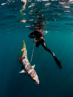 a person in the water with a large fish next to him and another man holding on to it's string