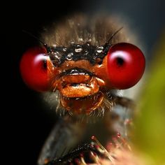 a close up view of the eyes and head of a spider with large red eyes