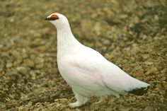 a white bird is standing on the ground