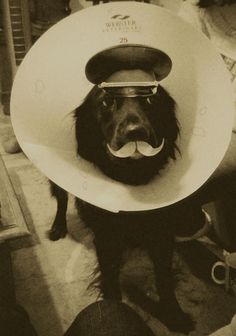 a black dog wearing a white cone on its head