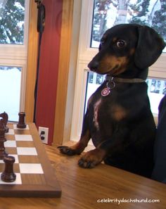 a dog sitting at a table with a chess board and game pieces on the table