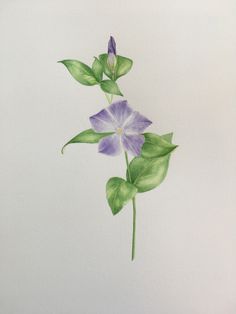 a purple flower with green leaves is shown on a white background in this watercolor painting